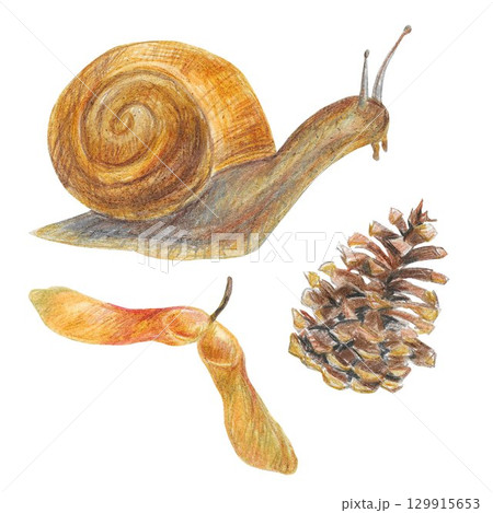 Hand drawn illustration with autumn items for graphic design. Autumn leaves, snail, cone, basket, mushrooms. Hand drawn colored pencil pattern on white background. 129915653