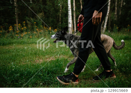 Dog Walking in Park with Human Companion 129915669