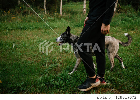 Dog Walking in Park with Human Companion 129915672