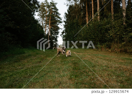 Dogs Joyfully Running Through Forest Pathway 129915674