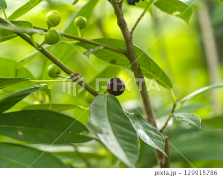 イヌビワの熟した果実 イヌビワの熟した果実 129915786
