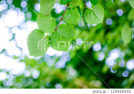 葉っぱと木漏れ日 129916038
