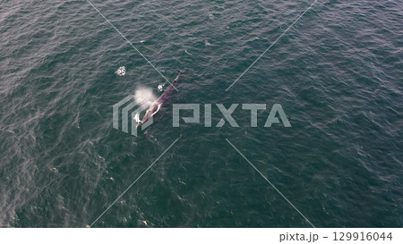 Aerial view of fin whale, Balaenoptera physalus, feeding in Donegal Bay, Ireland 129916044