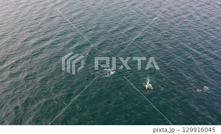 Aerial view of fin whale, Balaenoptera physalus, feeding in Donegal Bay, Ireland Aerial view of fin whale, Balaenoptera physalus, feeding in Donegal Bay, Ireland 129916045