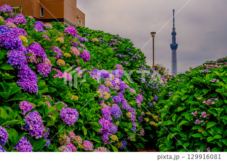 紫陽花（旧中川水辺公園） 129916081