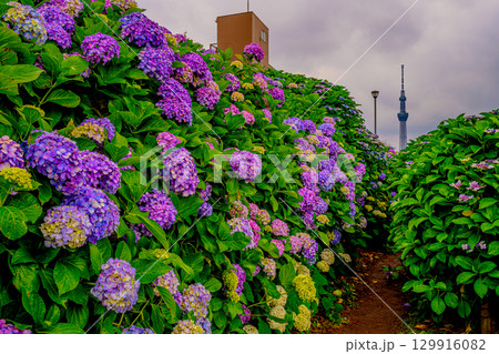 紫陽花（旧中川水辺公園） 129916082