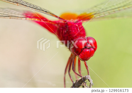 真っ赤なトンボ、ショウジョウトンボの雄 129916173