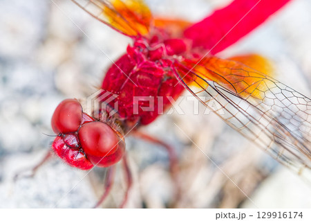 地に降りたショウジョウトンボの雄 129916174