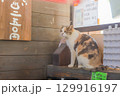 店番する猫 129916197