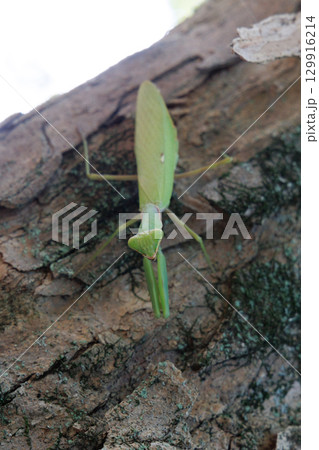 木に止まるハラビロカマキリ 木に止まるハラビロカマキリ 129916214
