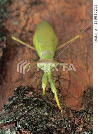 木に止まるハラビロカマキリ 129916215
