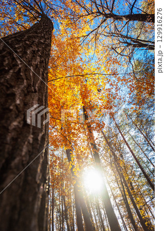 Sunlight between autumn trees, view from below 129916276