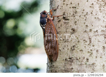 木に止まるアブラゼミ 129916294