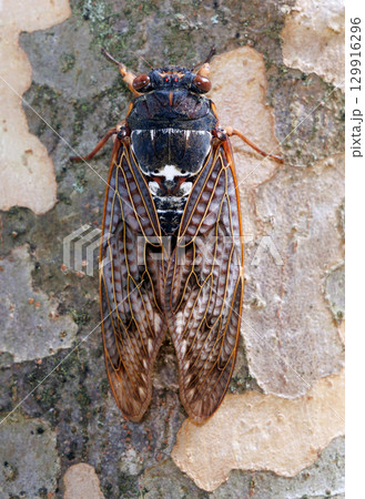 木に止まるアブラゼミ 129916296