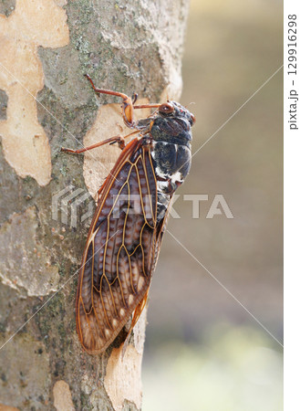 木に止まるアブラゼミ 129916298