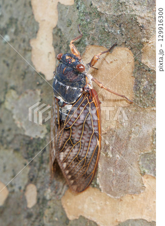 木に止まるアブラゼミ 129916300