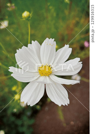 秋の花壇に咲く白いコスモスの花 秋の花壇に咲く白いコスモスの花 129916315