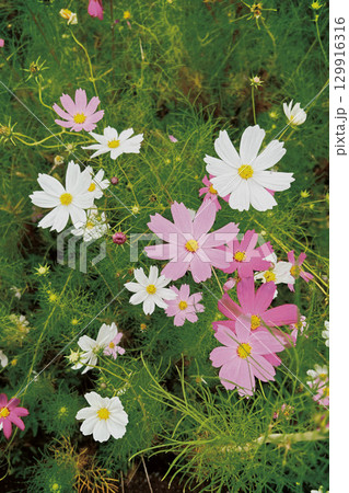 秋の花コスモスの白、ピンクの花 秋の花コスモスの白、ピンクの花 129916316