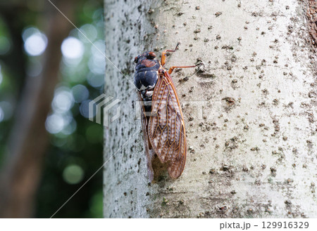 木に止まるアブラゼミ 木に止まるアブラゼミ 129916329