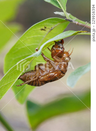 セミの抜け殻 129916394