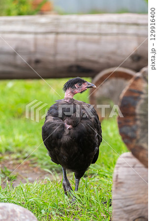 Black naked neck chicken standing in vibrant green grass. Black naked neck chicken standing in vibrant green grass. 129916400