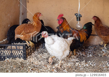Free range chickens and red rooster standing on wood shavings in chicken coop. 129916403