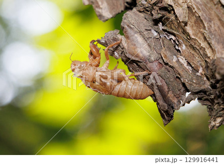 セミの抜け殻 129916441