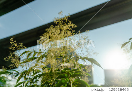 モノレールのある街並み 129916466