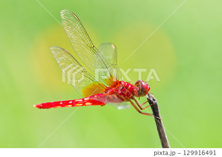 河原にいるショウジョウトンボの雄 129916491