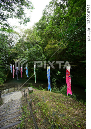 かわいい鯉のぼりが上がる大出水の湧水 129916765
