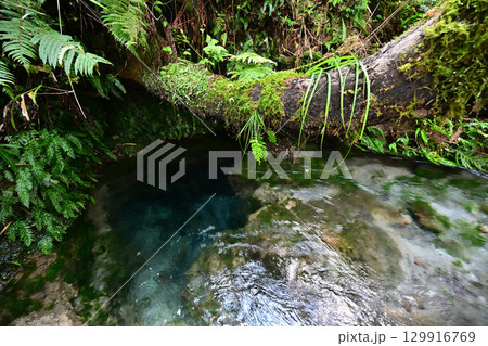 大出水の湧水の原水 129916769