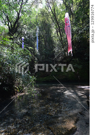 鯉のぼりが泳ぐ大出水の湧水の景色 129916774