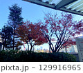 都会を彩る紅葉の赤 129916965