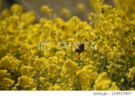 菜の花にとまるメジロ 129917007