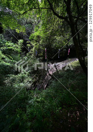 森の中の大出水の湧水 129917049