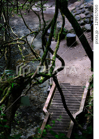 上から眺める大出水の湧水の川 129917060