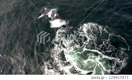 Humpback Whales, Megaptera novaeangliae, blowing and making a big splash with his fluke in Donegal Bay, Ireland 129917071