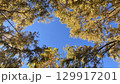 秋めく空色 129917201