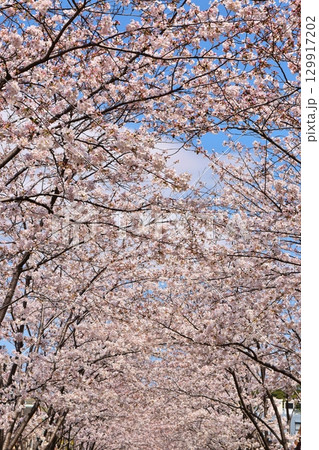 桜満開の段葛 129917202