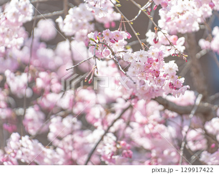 大阪城公園の桜 大阪城公園の桜 129917422