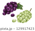 おいしそうなぶどうの手描きイラスト　水彩画風　 129917423