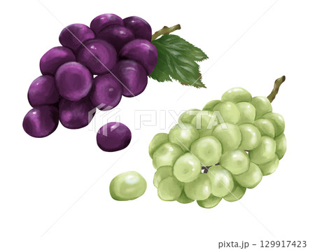 おいしそうなぶどうの手描きイラスト 水彩画風 おいしそうなぶどうの手描きイラスト 水彩画風 129917423