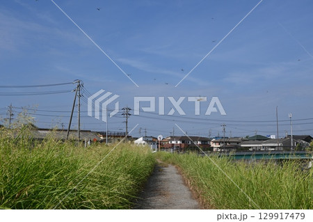 トンボがたくさん飛び交うなかを歩く 129917479