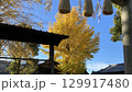 八坂神社の映えある銀杏イエロー 129917480