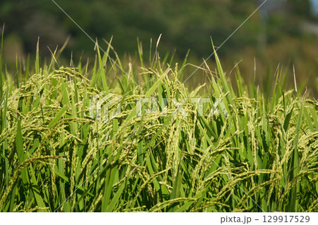 黄金の稲 黄金の稲 129917529