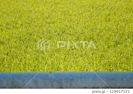 実りを迎える秋の水田 実りを迎える秋の水田 129917531