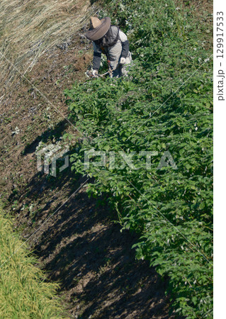 雑草の草刈りをする農家 129917533