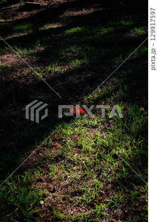 ぽつんと彼岸花 ぽつんと彼岸花 129917597