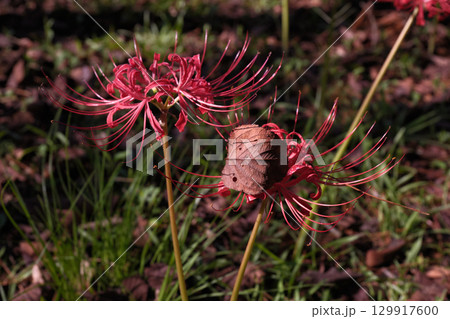 落ち葉を被る彼岸花 落ち葉を被る彼岸花 129917600