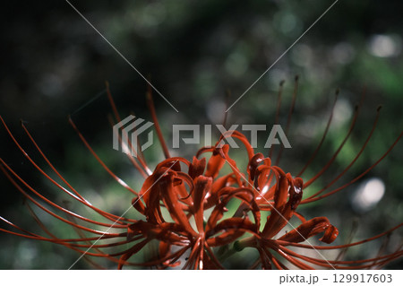 ひょっこり彼岸花 129917603